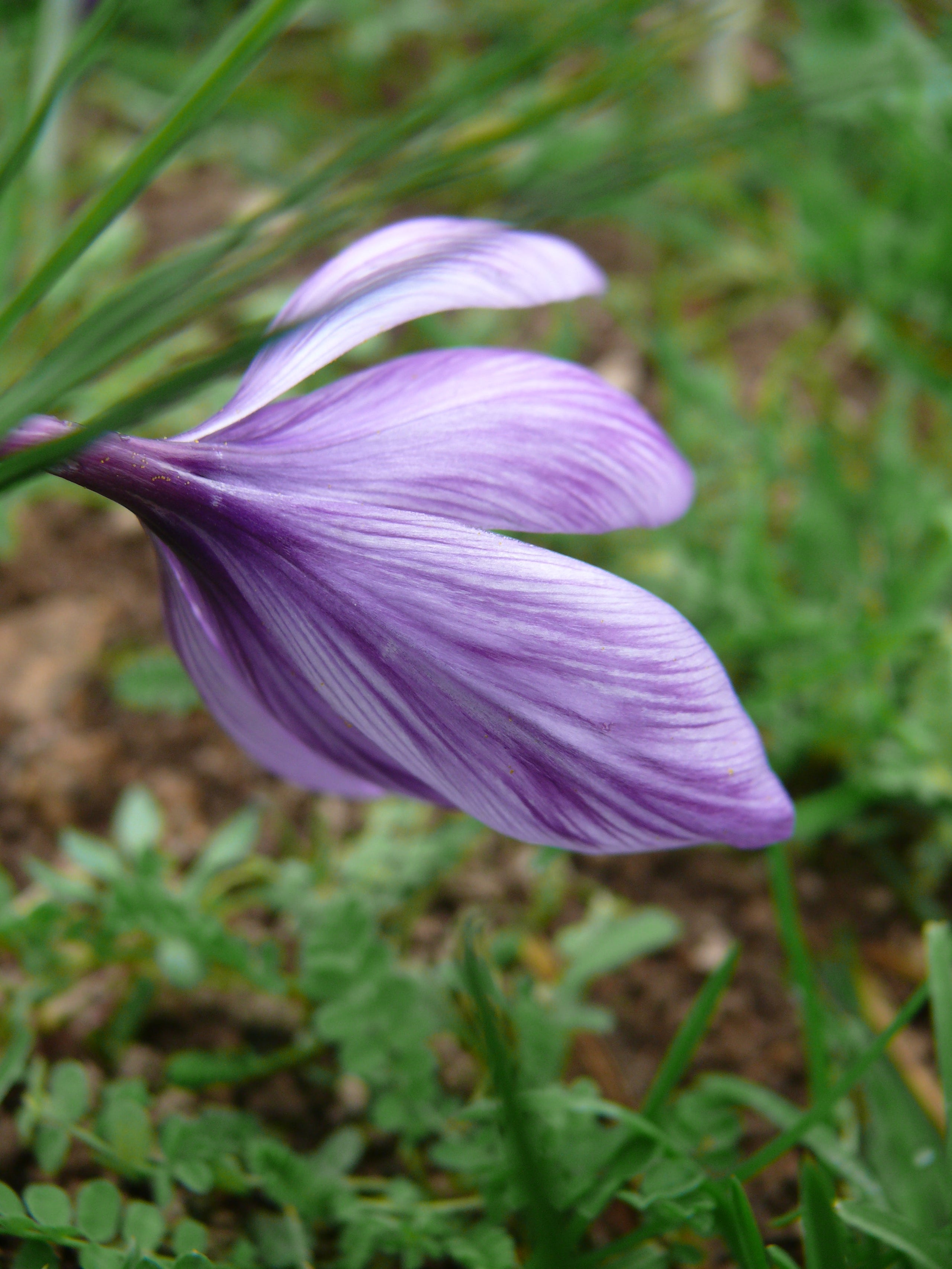 Bulbes de Crocus Sativus BIO