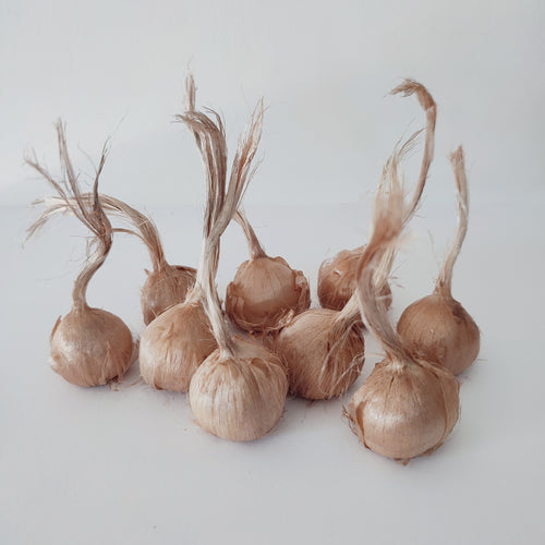 25 Bulbes de Safran BIO - Crocus sativus