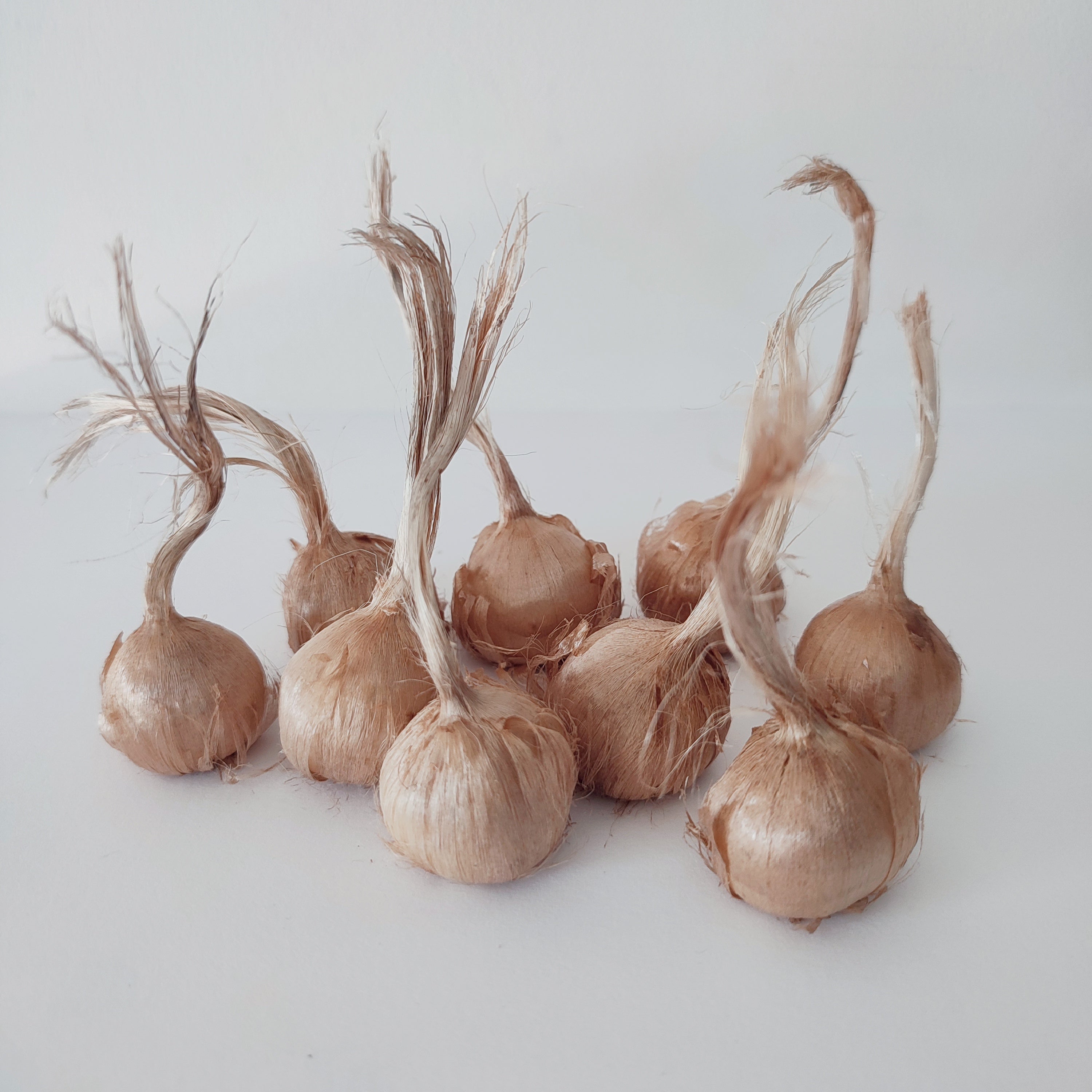 50 Bulbes de Safran BIO - Crocus sativus
