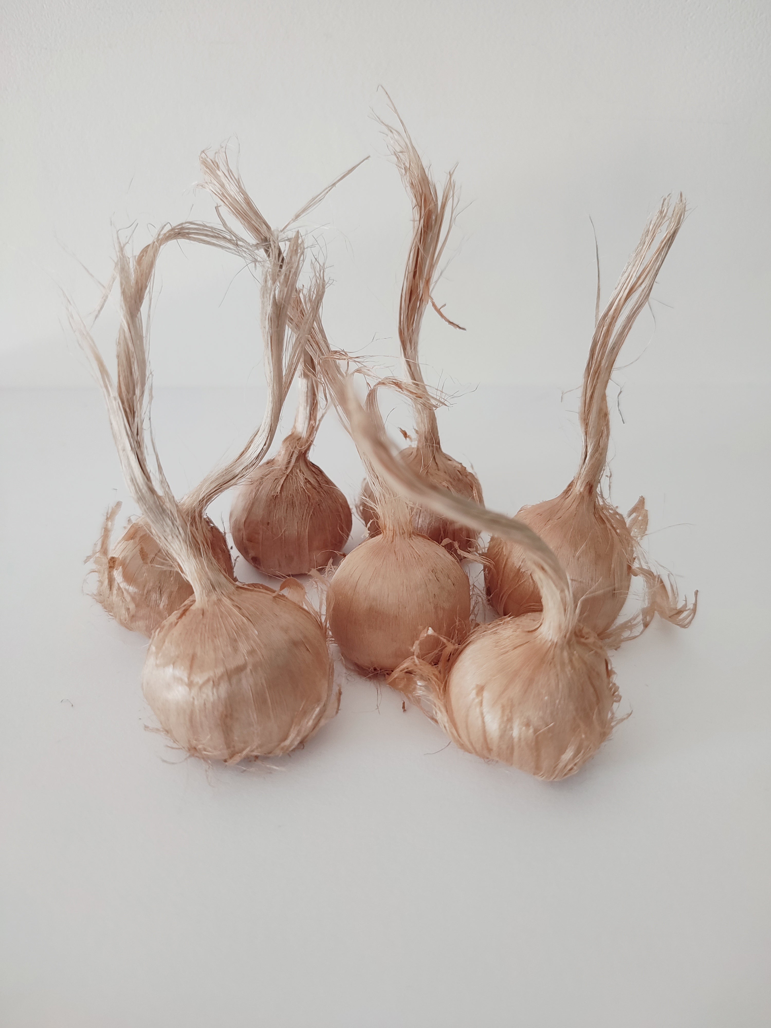 50 Bulbes de Safran BIO - Crocus sativus