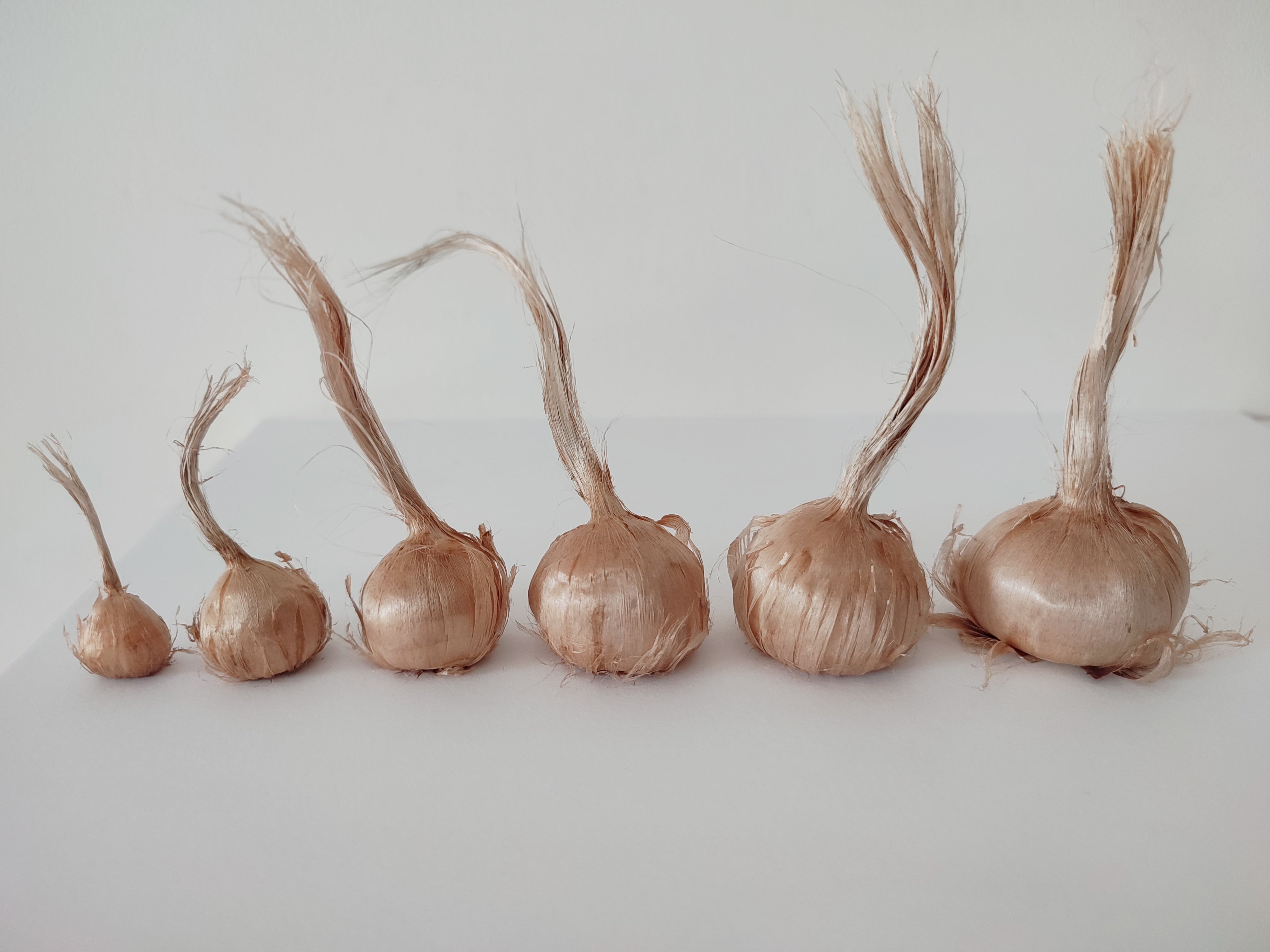 25 Bulbes de Safran BIO - Crocus sativus