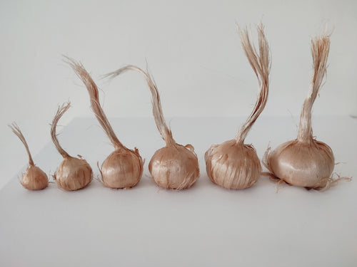 100 Bulbes de Safran BIO - Crocus sativus
