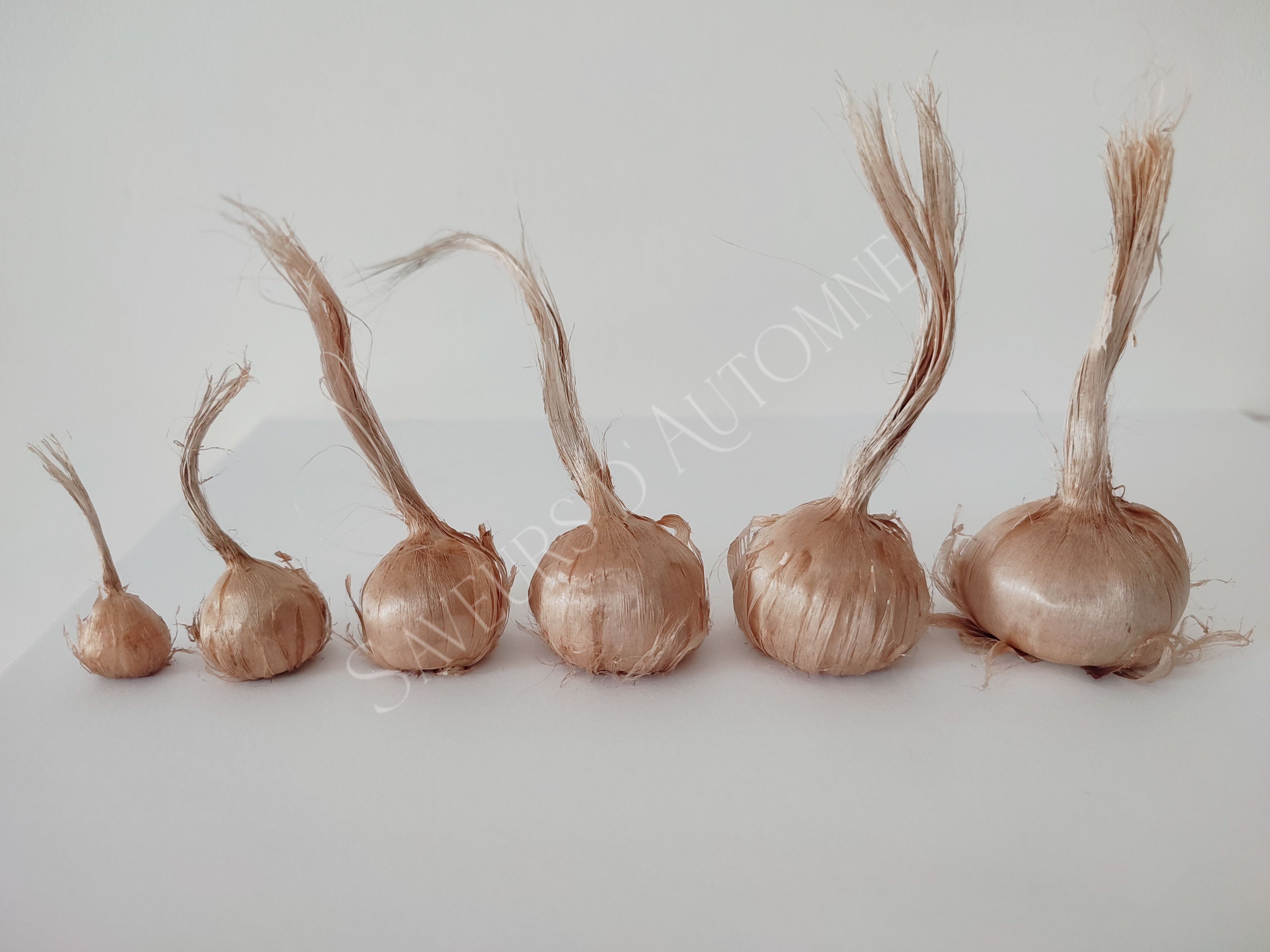 25 Bulbes de Safran BIO - Crocus sativus