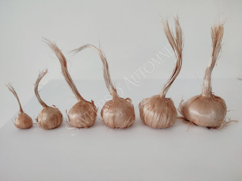 100 Bulbes de Safran BIO - Crocus sativus