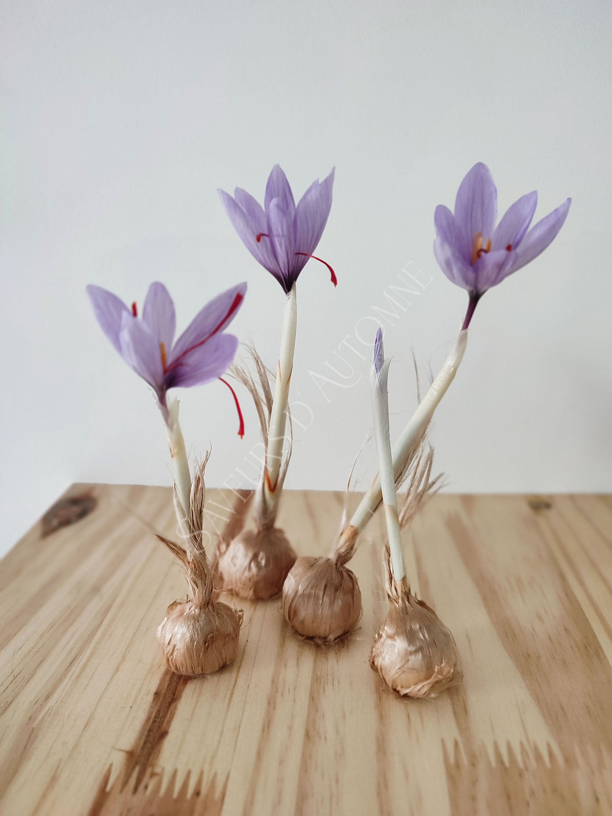 50 Bulbes de Safran BIO - Crocus sativus