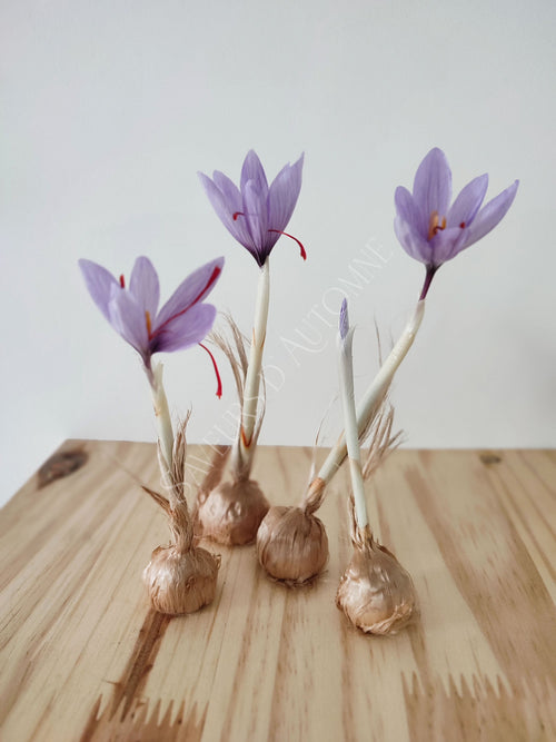 50 Bulbes de Safran BIO - Crocus sativus